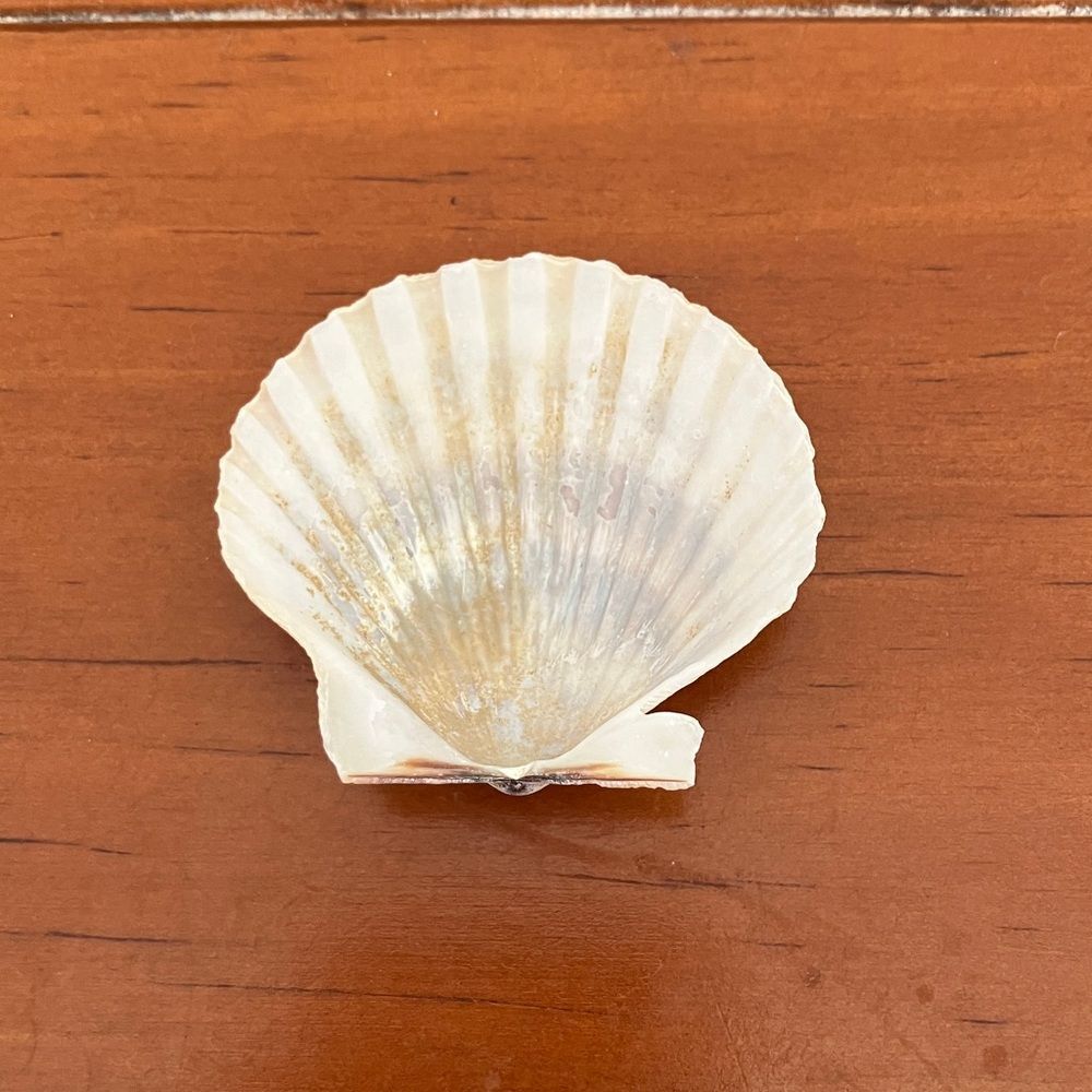 Shell - Picture 2 of 2